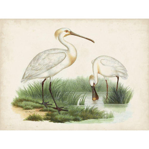 Antique Waterbirds III Gold Ornate Wood Framed Art Print with Double Matting by Unknown