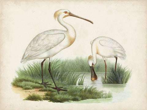 Antique Waterbirds III White Modern Wood Framed Art Print with Double Matting by Unknown