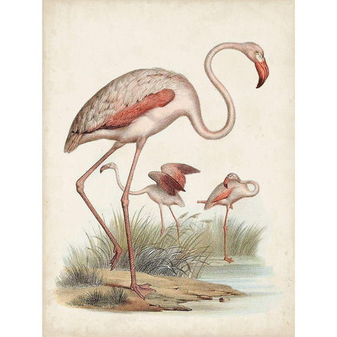 Antique Waterbirds IV White Modern Wood Framed Art Print by Unknown