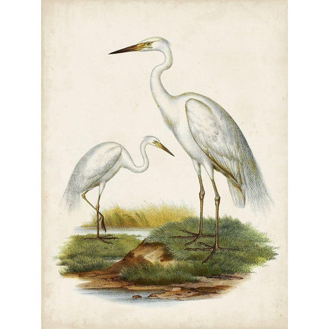 Antique Waterbirds V Gold Ornate Wood Framed Art Print with Double Matting by Unknown