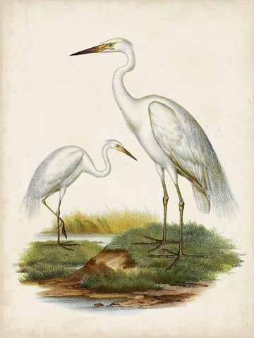 Antique Waterbirds V White Modern Wood Framed Art Print with Double Matting by Unknown