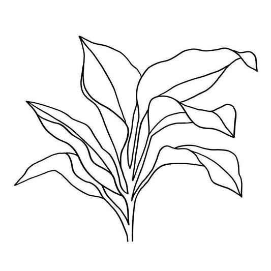 Image Only