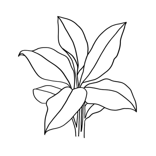 Image Only
