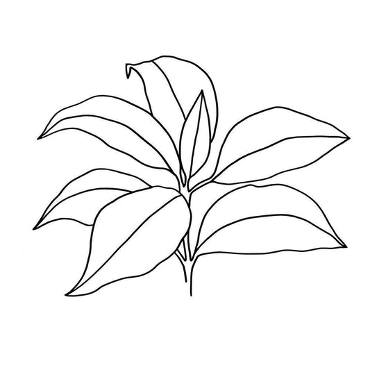 Image Only