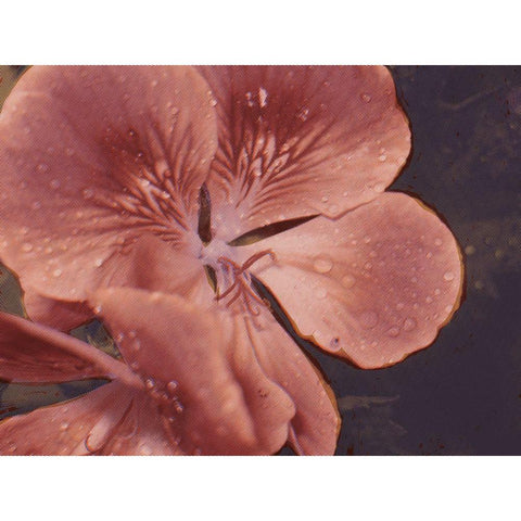 Garden Geraniums I Black Modern Wood Framed Art Print with Double Matting by Green, Jacob