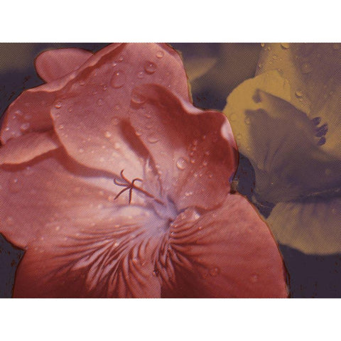 Garden Geraniums II Black Modern Wood Framed Art Print by Green, Jacob