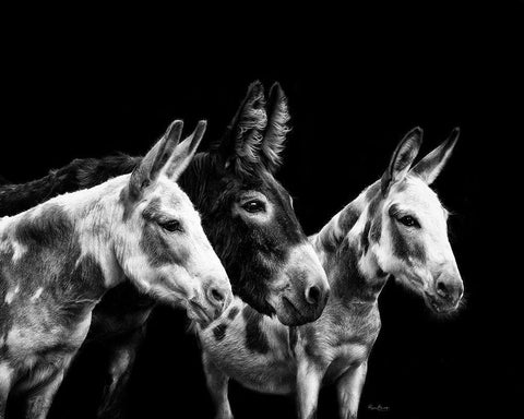 Donkey Portrait II White Modern Wood Framed Art Print with Double Matting by PHBurchett