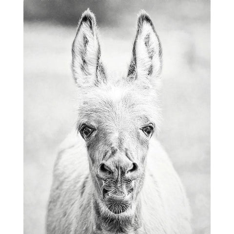 Donkey Portrait IV White Modern Wood Framed Art Print by PHBurchett