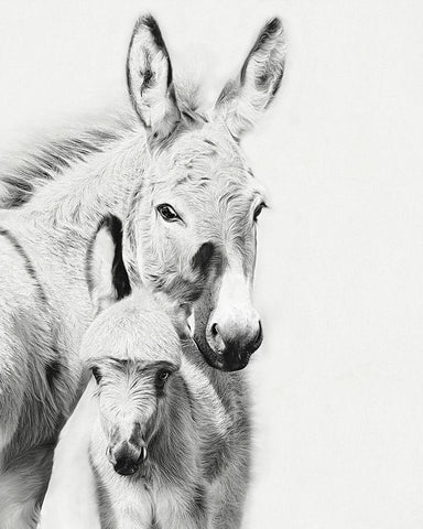 Donkey Portrait V Black Ornate Wood Framed Art Print with Double Matting by PHBurchett