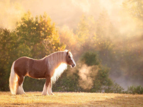 Golden Lit Horse I White Modern Wood Framed Art Print with Double Matting by PHBurchett