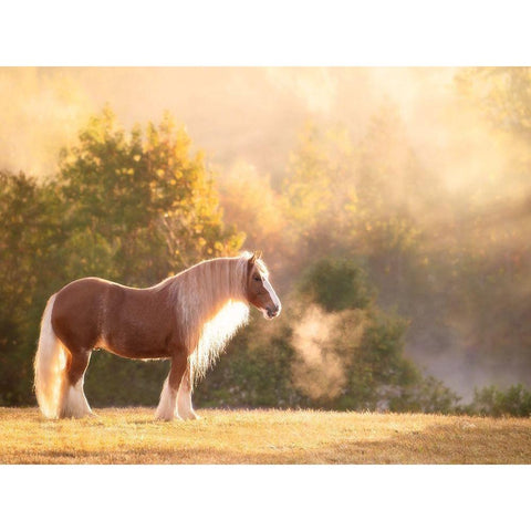 Golden Lit Horse I White Modern Wood Framed Art Print by PHBurchett