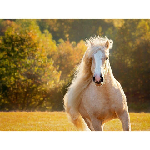 Golden Lit Horse IV White Modern Wood Framed Art Print by PHBurchett