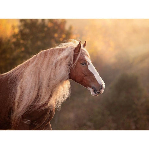 Golden Lit Horse V Gold Ornate Wood Framed Art Print with Double Matting by PHBurchett