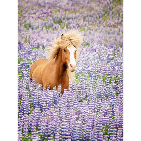 Horse in Lavender I Gold Ornate Wood Framed Art Print with Double Matting by PHBurchett