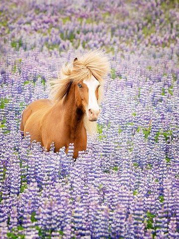 Horse in Lavender I Black Ornate Wood Framed Art Print with Double Matting by PHBurchett