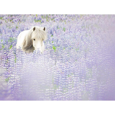 Horse in Lavender II Gold Ornate Wood Framed Art Print with Double Matting by PHBurchett