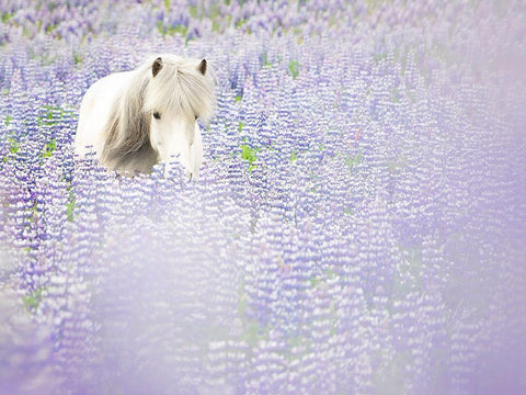 Horse in Lavender II Black Ornate Wood Framed Art Print with Double Matting by PHBurchett