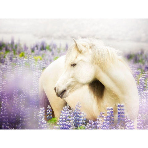 Horse in Lavender III White Modern Wood Framed Art Print by PHBurchett