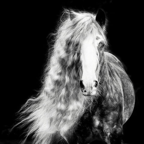 Black and White Horse Portrait I Black Ornate Wood Framed Art Print with Double Matting by PHBurchett