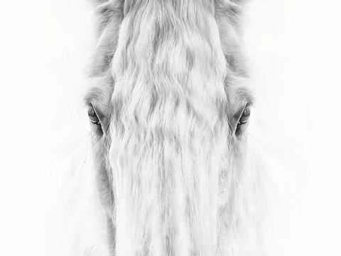 Black and White Horse Portrait IV White Modern Wood Framed Art Print with Double Matting by PHBurchett