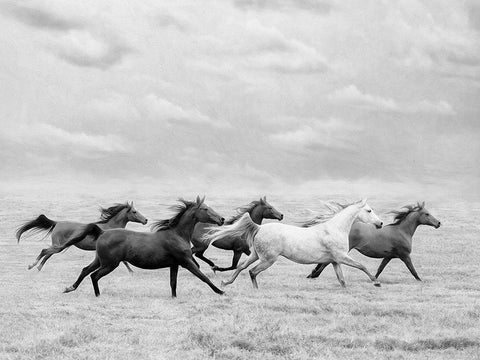 Horse Run I Black Ornate Wood Framed Art Print with Double Matting by PHBurchett