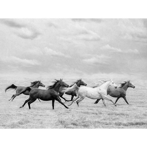 Horse Run I White Modern Wood Framed Art Print by PHBurchett