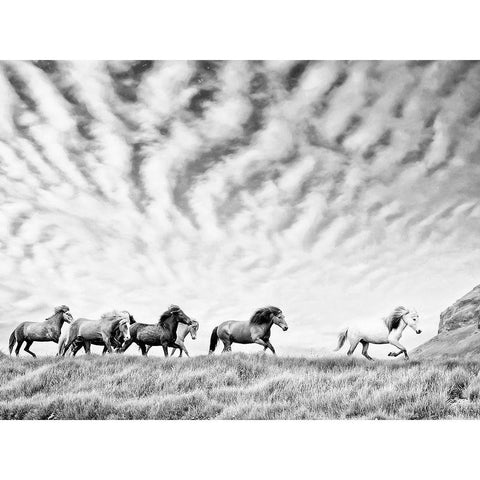 Horse Run III Black Modern Wood Framed Art Print with Double Matting by PHBurchett