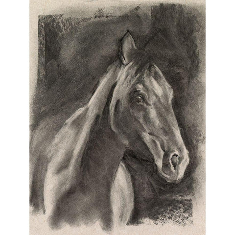 Charcoal Horse Study on Grey I Black Modern Wood Framed Art Print with Double Matting by Parker, Jennifer Paxton