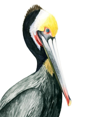 Watercolor Pelican I Black Ornate Wood Framed Art Print with Double Matting by Popp, Grace