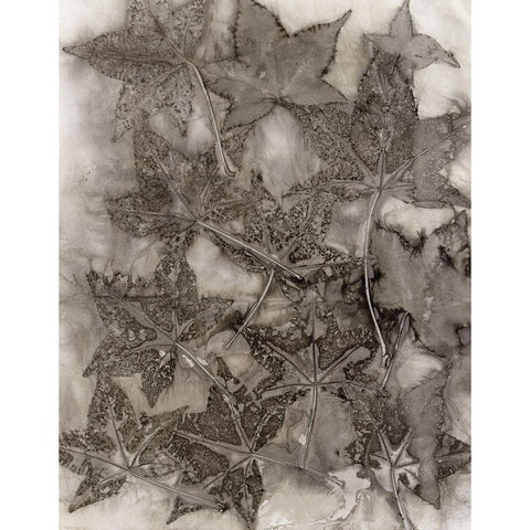 Sweet Gum Leaves Black Modern Wood Framed Art Print with Double Matting by Phillips, Kathryn