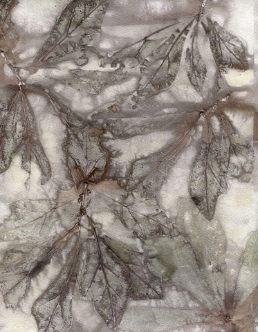 Water Oak Leaves White Modern Wood Framed Art Print with Double Matting by Phillips, Kathryn