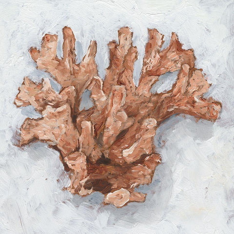 Coral Display I Black Modern Wood Framed Art Print with Double Matting by Harper, Ethan