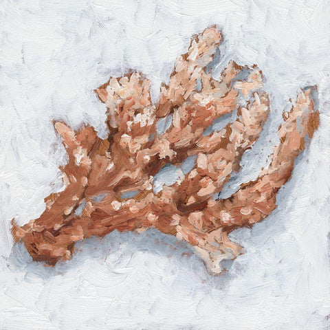 Coral Display II White Modern Wood Framed Art Print with Double Matting by Harper, Ethan