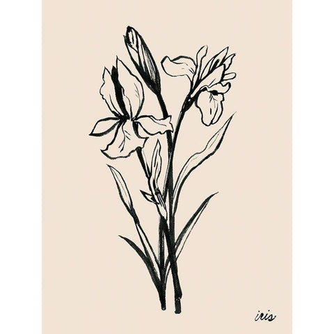 Iris Sketch I Black Modern Wood Framed Art Print with Double Matting by Popp, Grace