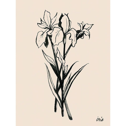 Iris Sketch II Gold Ornate Wood Framed Art Print with Double Matting by Popp, Grace