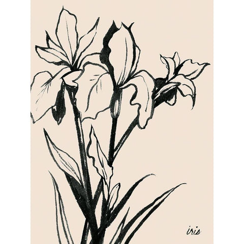 Iris Sketch III Gold Ornate Wood Framed Art Print with Double Matting by Popp, Grace