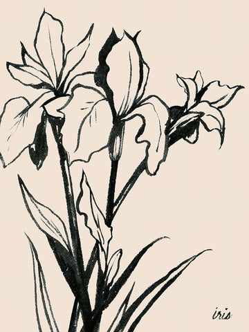 Iris Sketch III White Modern Wood Framed Art Print with Double Matting by Popp, Grace