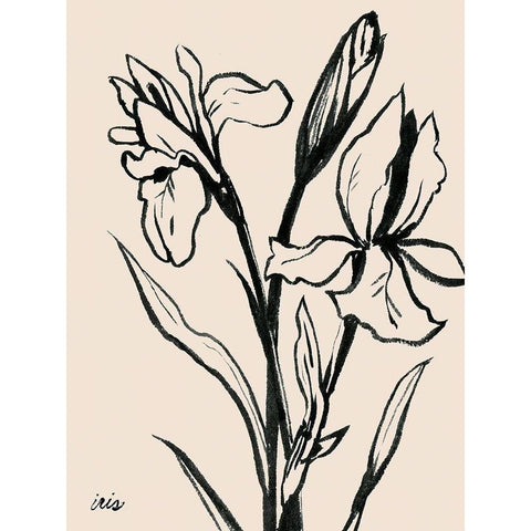 Iris Sketch IV Black Modern Wood Framed Art Print with Double Matting by Popp, Grace