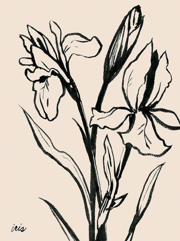 Iris Sketch IV Black Ornate Wood Framed Art Print with Double Matting by Popp, Grace