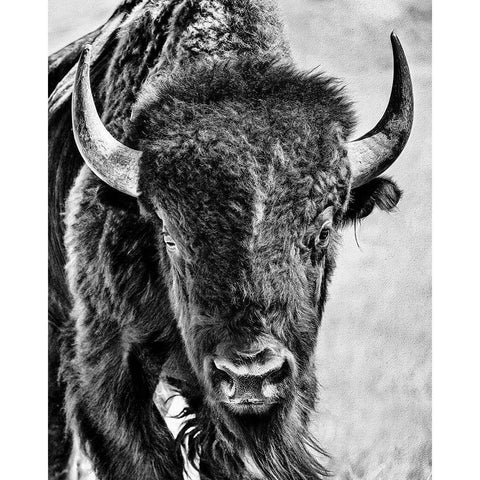 Buffalo Portrait White Modern Wood Framed Art Print by PHBurchett