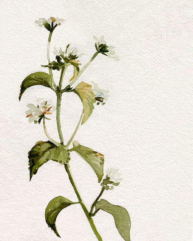 White Antique Wildflower I Black Modern Wood Framed Art Print by Caroline, Emma