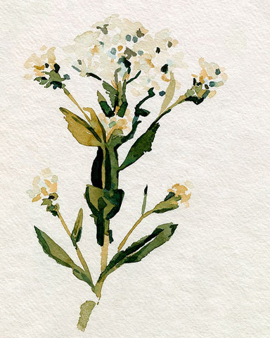 White Antique Wildflower II Black Modern Wood Framed Art Print by Caroline, Emma