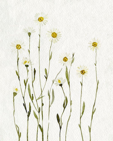 White Antique Daisies I White Modern Wood Framed Art Print with Double Matting by Caroline, Emma