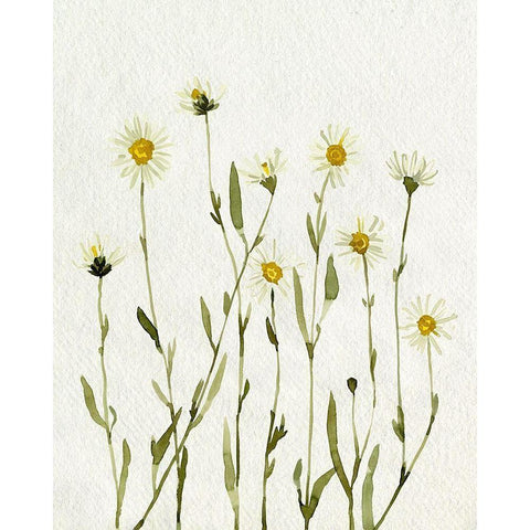 White Antique Daisies II White Modern Wood Framed Art Print by Caroline, Emma