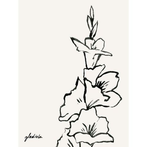 Gladiola Sketch IV Black Modern Wood Framed Art Print with Double Matting by Popp, Grace