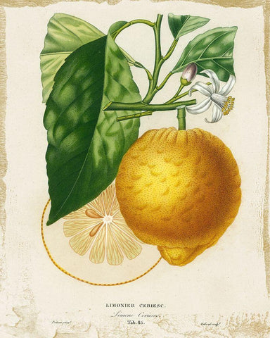 French Lemon I White Modern Wood Framed Art Print with Double Matting by Studio W