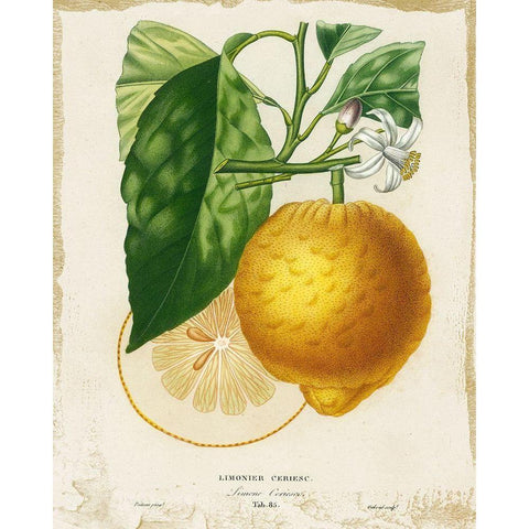 French Lemon I White Modern Wood Framed Art Print by Studio W