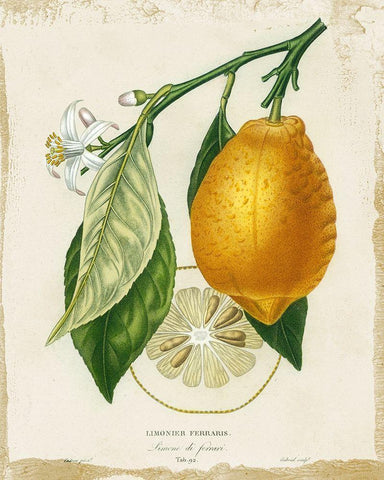 French Lemon II White Modern Wood Framed Art Print with Double Matting by Studio W