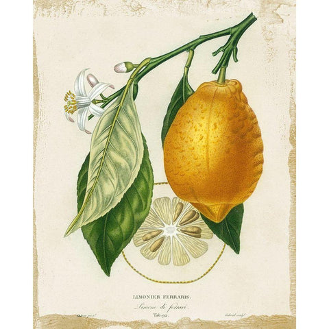 French Lemon II Black Modern Wood Framed Art Print by Studio W