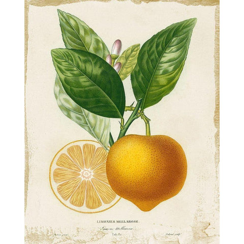 French Lemon III Black Modern Wood Framed Art Print with Double Matting by Studio W